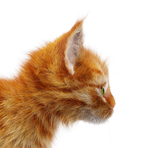 CurveColorRandomize Fur Closeup Default