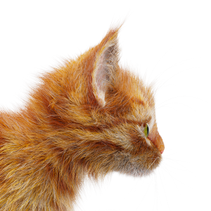 CurveColorRandomize Fur Closeup Saturation