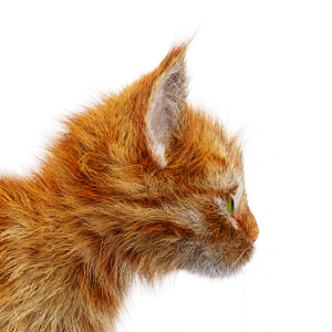 CurveColorRandomize Fur Closeup Value